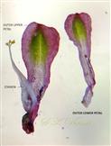   Petals and Stamen